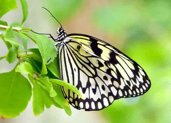 �I�I�S�}�_��